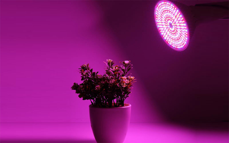 Ứng dụng của đèn LED trồng cây