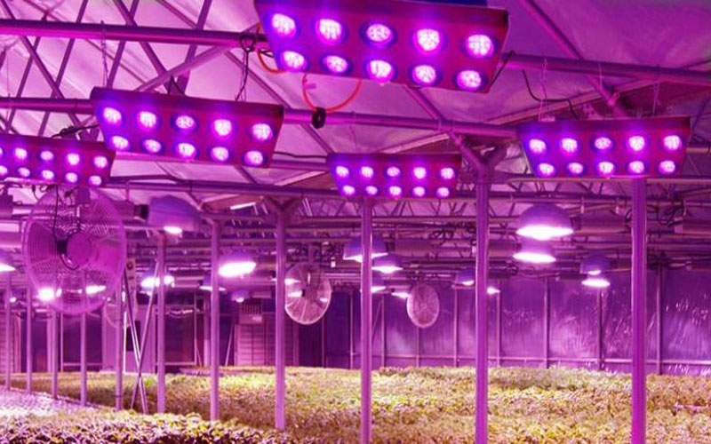 Ứng dụng của đèn LED trồng cây