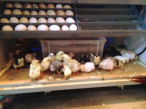 Độ ẩm trong máy ấp trứng gà bao nhiêu là đủ?